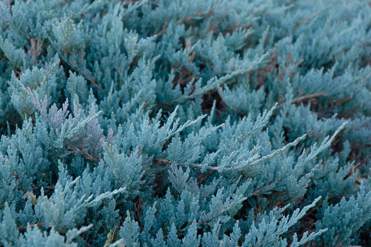 Blue Chip Creeping Juniper